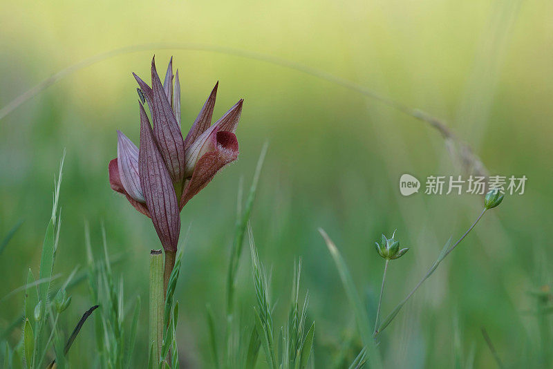 绿草中的长唇舌兰(Serapias vomeracea)特写